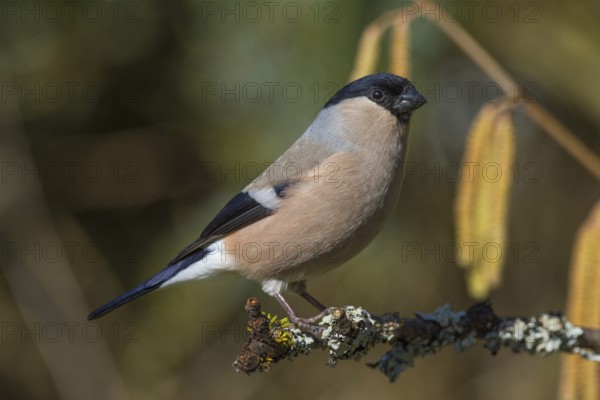 A female bullfinch (Pyrrhula pyrrhula) sitting on a branch in a natural environment, Baden-Württemberg, Germany, Europe