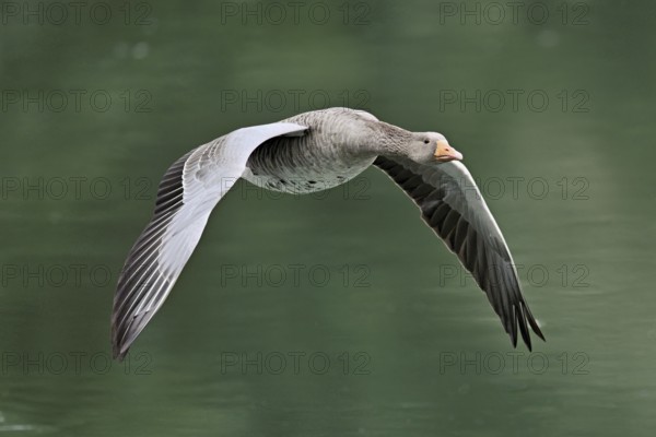 Greylag goose (Anser anser), in flight, Switzerland, Europe
