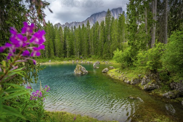 Lake carezza with turquoise water surrounded by fir forest and latemar mountain range in background on cloudy summer day in dolomites, italy
