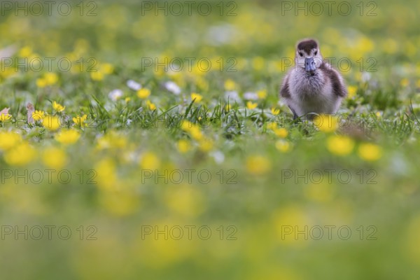 Chicks of the Nile Goose (Alopochen aegyptiaca) freshly hatched, park in spring with spring flowers. Baden-Württemberg, Germany, Europe