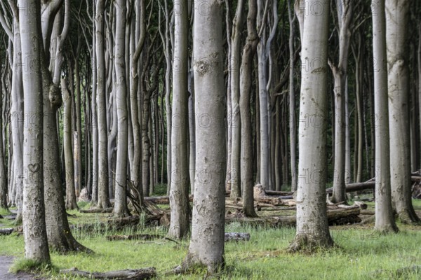Beech forest (Fagus sylvatica), Ghost Forest Nienhagen, Mecklenburg-Western Pomerania, Germany, Europe