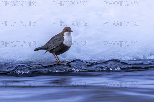 Northern white-throated dipper (Cinclus cinclus cinclus) foraging along frozen stream in winter, Scandinavia