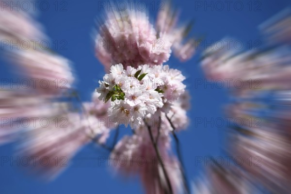 Japanese Cherry, Oriental Cherry, Japanese Cherry Tree, Japanese Blossom Cherry Tree (Prunus serrulata), zoom effect