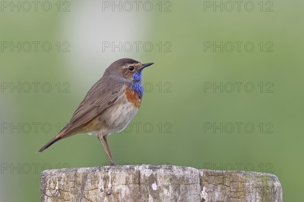Bluethroat (Luscinia svecica cyanecula), male, on a pasture fence post, wildlife, Lembruch, Ochsen Moor, Dümmer nature park Park, Lower Saxony, Germany, Europe