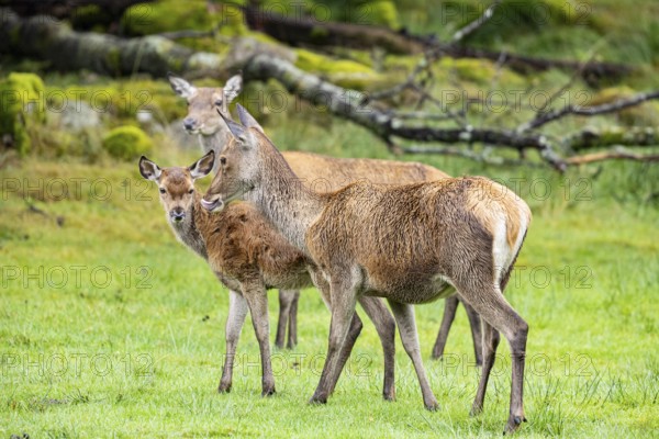 Red deer (Cervus elaphus) cow with calf captive Germany