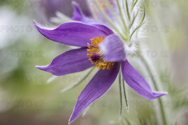 Pasque flower (Pulsatilla vulgaris), Emsland, Lower Saxony, Germany, Europe