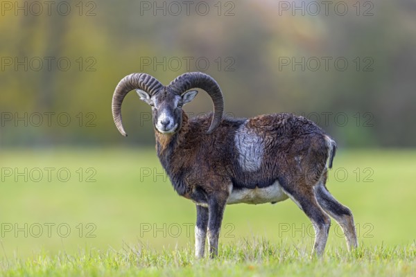 European mouflon (Ovis aries musimon, Ovis gmelini musimon) ram, male with big horns in grassland at forest edge in autumn, fall
