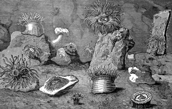 Sea anemones, Actiniaria, also water lilies, sea lilies or actinia, illustration from 1874, historical, digital reproduction of an original from the 19th century