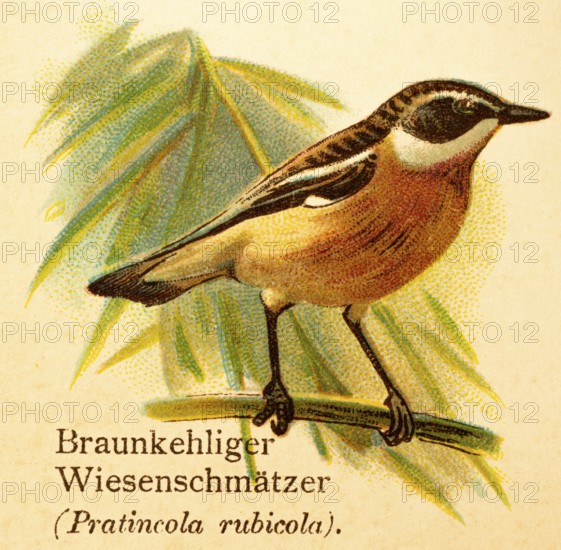 Brown-throated Wheatear (Pratincola rubicola) branch, side view, historical illustration, World of Birds 1890