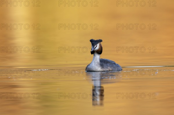 Great Crested Grebe (Podiceps Scalloped ribbonfish), Vulkaneifel, Rhineland-Palatinate, Germany, Europe
