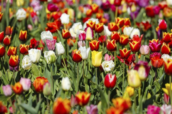 Tulips blooming in a tulip field, Grevenbroich, North Rhine-Westphalia, Germany, Europe