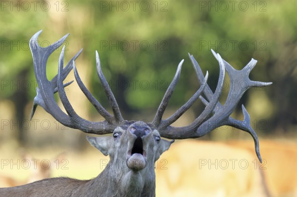 Red deer (Cervus elaphus) during the rutting season, a capital stag roaring in a forest clearing, animal portrait, wildlife, Sauerland, North Rhine-Westphalia, Germany, Europe