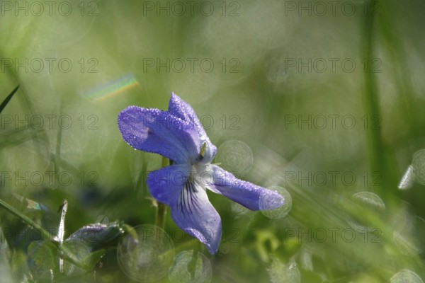 Violets with morning dew, April, Germany, Europe