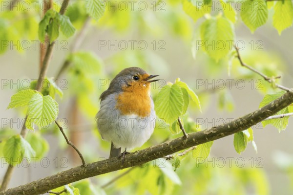 Singing robin (Erithacus rubecula) on a leafy branch in spring light, Hesse, Germany, Europe