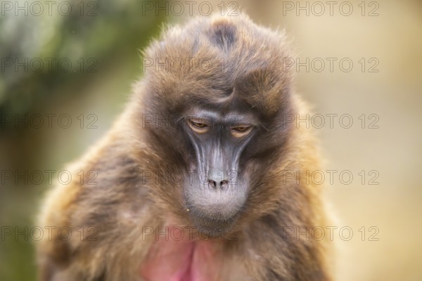 Gelada (Theropithecus gelada), portrait, captive, Germany, Europe