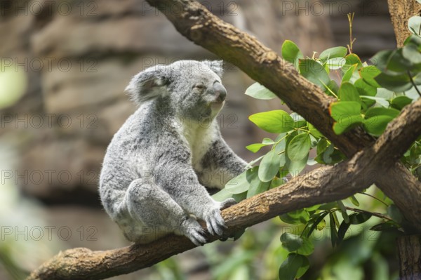 Koala (Phascolarctos cinereus) sitting on a tree, captive, distribution South Australia, Australia, Oceania