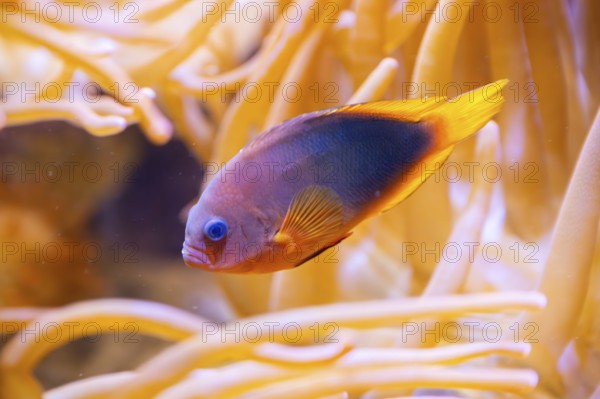 Yellowback anthias (Pseudanthias evansi) swimming under water, captive, Germany, Europe
