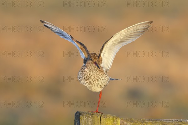 Redshank, (Tringa totanus), in breeding plumage, standing on one leg, wildlife, animals, birds, snipe family, Ochsenmoor, Naturpark Dümmer See, Hüde Lower Saxony, Germany, Europe