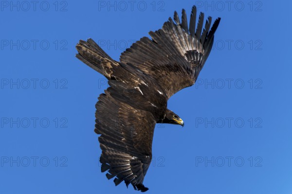 View of a large bird with outstretched wings under a blue sky, Steppe Eagle (Aquila nipalensis), Germany, Europe