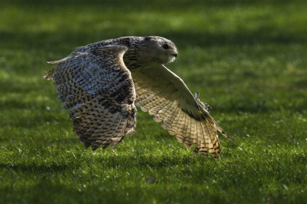 A flying owl glides close to the ground over a green meadow in the shade, Siberian Eagle Owl (Bubo bubosibiricus), Germany, Europe