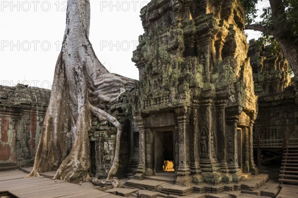 Ta Prohm, Angkor Wat, Angkor, UNESCO World Heritage Site, Siem Reap, Cambodia, Indochina, Southeast Asia, Asia