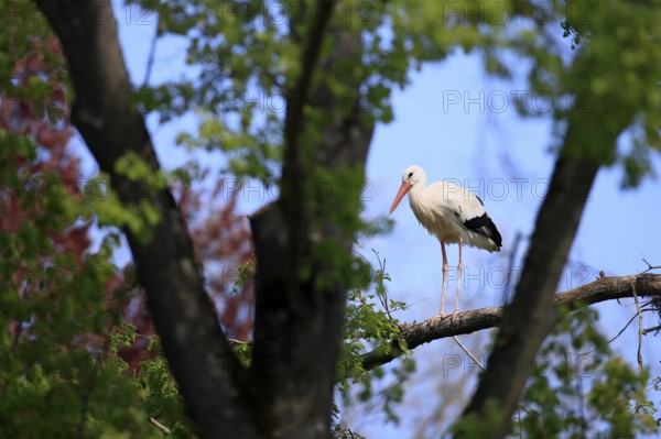 White stork, (Ciconia ciconia), White stork standing on a branch, Baden-Württemberg, Germany, Europe