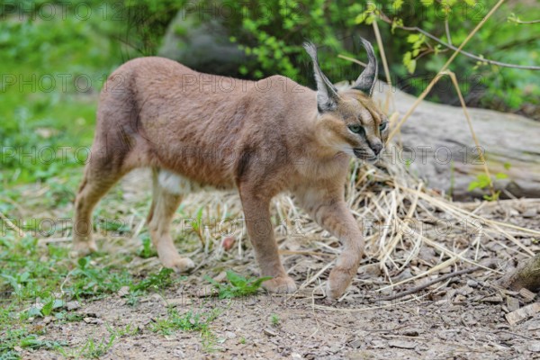 A Caracal (Caracal caracal) runs across a green meadow