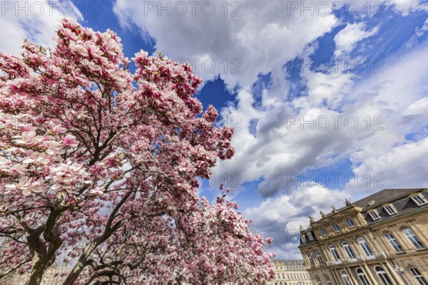 Magnolia blossom, blooming magnolias (Magnolia) in front of the New Palace, Stuttgart, Baden-Württemberg, Germany, Europe