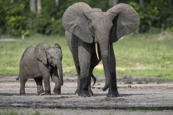 African forest elephants (Loxodonta cyclotis) in the Dzanga Bai forest clearing, Dzanga-Ndoki National Park, Unesco World Heritage Site, Dzanga-Sangha Complex of Protected Areas (DSPAC), Sangha-Mbaéré Prefecture, Central African Republic, Africa