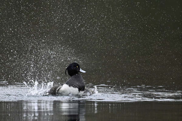 Tufted Duck (Aythya fuligula), male during plumage care, Rootsee, Canton Lucerne, Switzerland, Europe