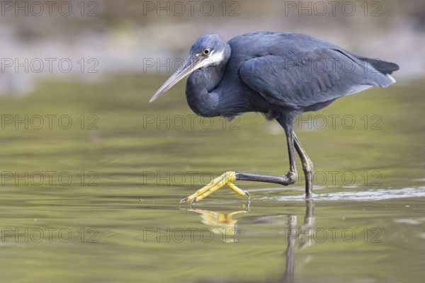 Great Egret, (Egretta gularis), foraging, Raysut, Salalah, Dhofar, Oman, Asia