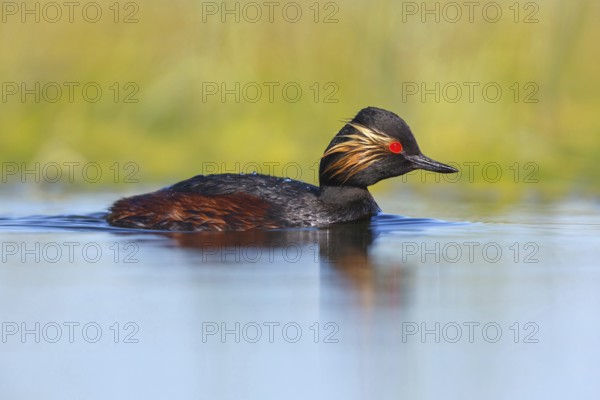 Black-necked grebe (Podiceps nigricollis), swimming in the water, Hides de El Taray / Floating Hid, Villafranca de los Caballeros, Castilla La Mancha / Toledo, Spain, Europe