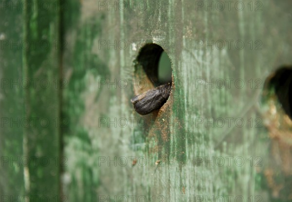 A finger of a Common langur (Semnopithecus entellus) also call Hanuman langur, grips the hole of a wooden cage at Assam State Zoo after arrived from Kanpur Zoological Park India under Animal Exchange Program, in Guwahati, Assam, India on March 19, 2019