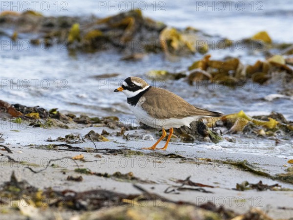 Common Ringed Plover (Charadrius hiaticula) foraging along the Arctic Ocean shoreline, May, Varanger Fjord, Norway, Europe