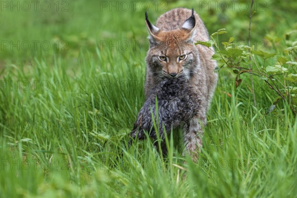 Hunting Eurasian lynx (Lynx lynx) walking with caught muskrat (Ondatra zibethicus) prey in its muzzle in meadow. Captive