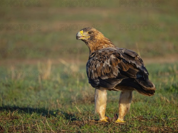 Spanish imperial eagle (Aquila adalberti), El Millaron Imperial Eagle Hid, Salorino, Extremadura Caceres, Spain, Europe