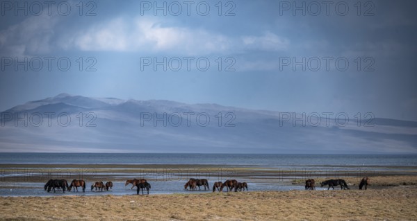 A herd of horses grazing in a meadow by the Song Kul mountain lake, Naryn region, Kyrgyzstan, Asia
