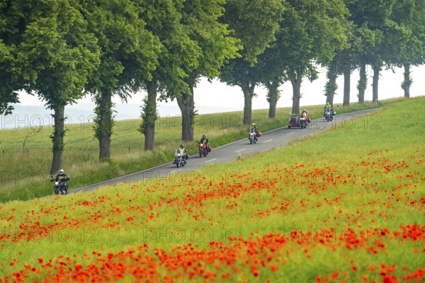 Country road near Warstein, row of trees, cornfield with blooming poppies, Sauerland, North Rhine-Westphalia, Germany, Europe