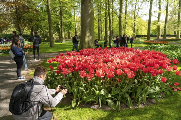 The Keukenhof, gardens, amusement park, spring park, spring flower show, near Lisse, South Holland, Netherlands, tulip, daffodil and hyacinth show with over 7 million flowers, one of the biggest tourist attractions in Holland