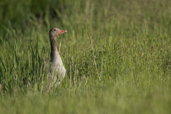 Greylag goose (Anser anser) in tall grass, Hauke-Haien-Koog nature reserve, North Frisia, Schleswig-Holstein, Germany, Europe