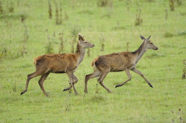 Red deer (Cervus elaphus) doe in a forest clearing, Bavaria
