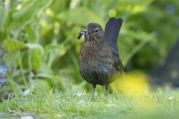 European blackbird (Turdus merula) adult female bird with a beak full of food in its beak on a garden lawn, England, United Kingdom, Europe