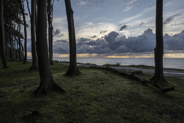 Beech forest (Fagus sylvatica), Ghost Forest Nienhagen, Mecklenburg-Western Pomerania, Germany, Europe