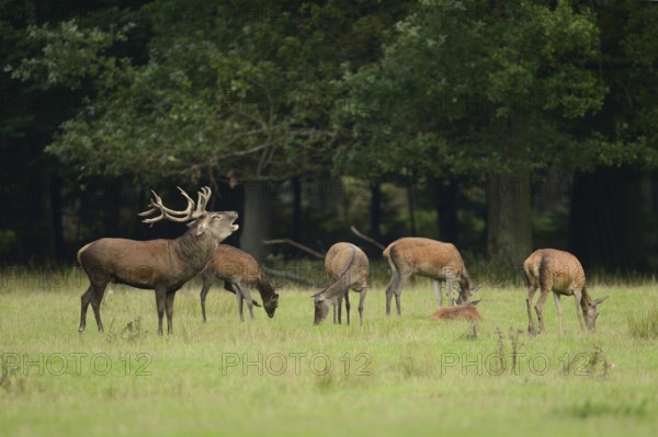 Red deer (Cervus elaphus) male roaring in a pack of female at the edge of the woods, Germany, Europe