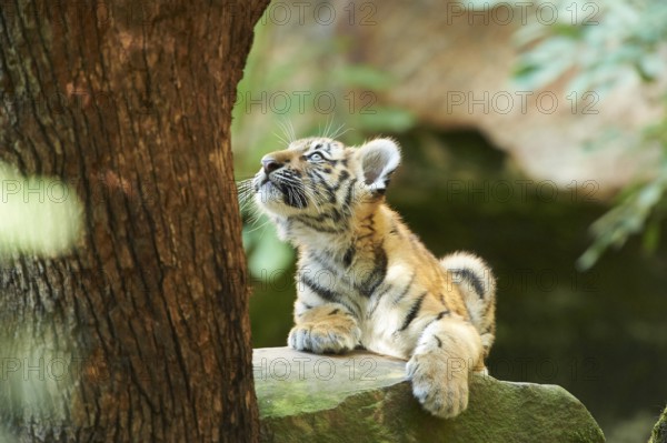 Close-up of a Siberian tiger or Amur tiger (Panthera tigris altaica) youngster in late summer, captive