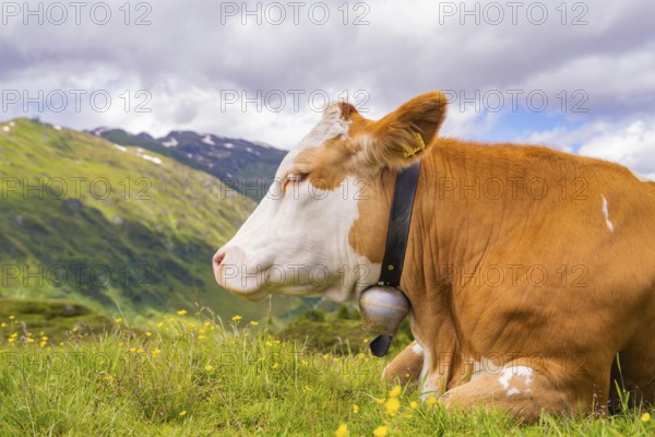 A cow lies on a blooming pasture in the mountains under a cloudy sky, Penken, Zillertal, Austria, Europe