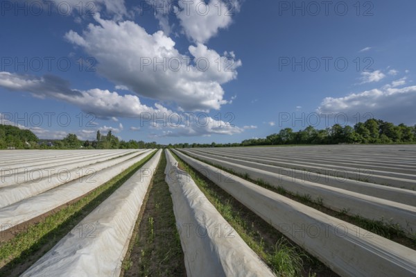 Asparagus field covered with white foil (Asparagus), Middle Franconia, Bavaria, Germany, Europe