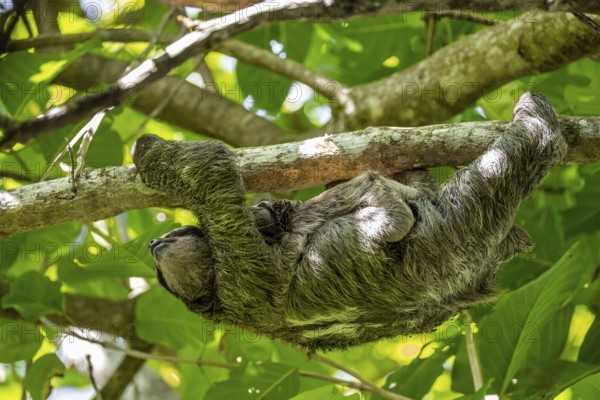 Brown-throated sloth (Bradypus variegatus) with baby, young animal, climbing a tree, Cahuita National Park, Costa Rica, Central America