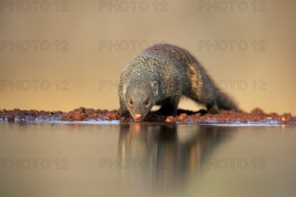 Zebra mongoose (Mungos mungo), adult, at the water, drinking, Kruger National Park, Kruger National Park, Kruger National Park South Africa