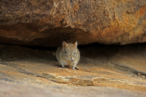 Short-eared elephant shrew, (Macroscelides probosideus), adult, foraging, Mountain Zebra National Park, Eastern Cape, South Africa, Africa